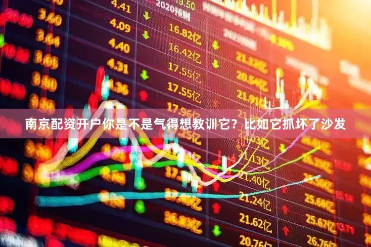 南京配资开户你是不是气得想教训它？比如它抓坏了沙发