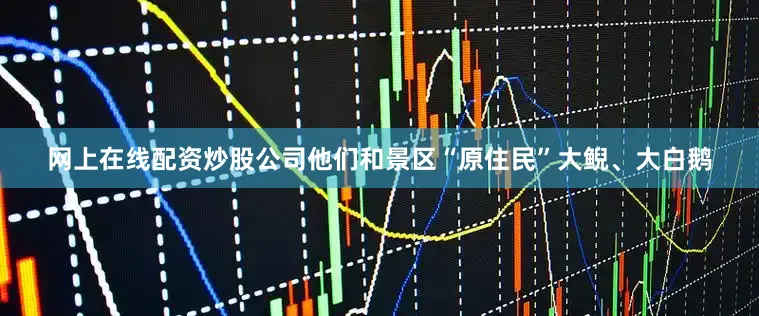 网上在线配资炒股公司他们和景区“原住民”大鲵、大白鹅